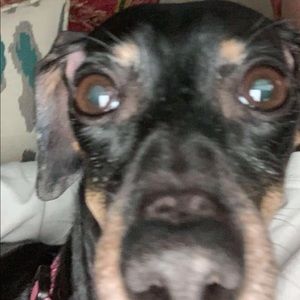 Meet your Posher, Jefferson